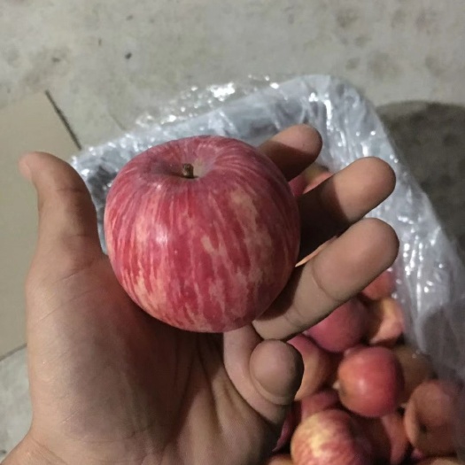 灵宝市 纸袋苹果