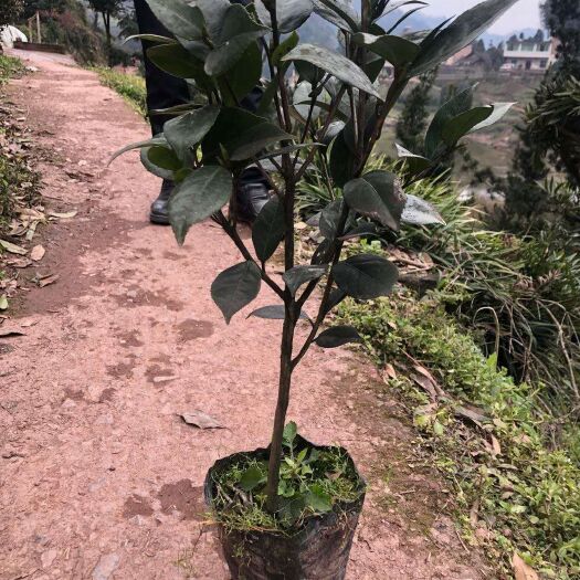 高县 茶花，大红色. 这是杯苗树形，也有地苗，价格相差3元