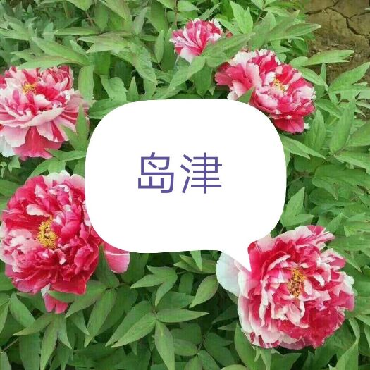 菏泽 牡丹岛津，一个花苞开两种颜色
