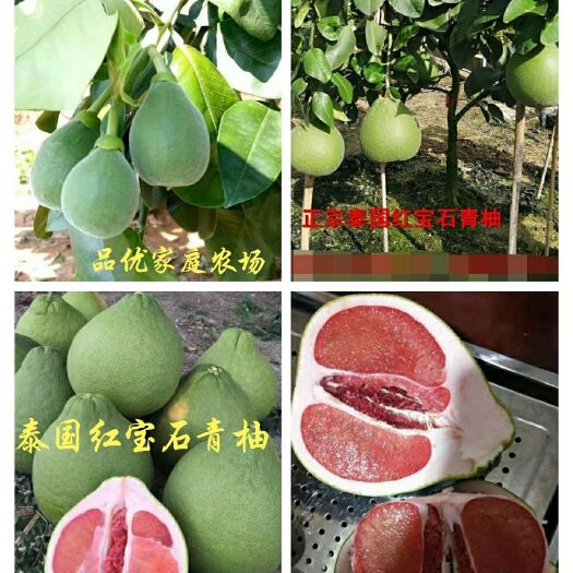 平和县明日见枝条 新品种，口感新高度！