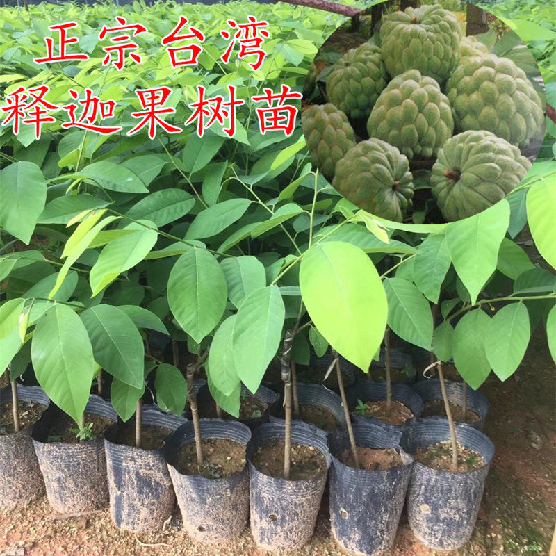  释迦果树苗番荔枝释迦果苗佛头果佛陀果亚特大果子洋菠萝水果树苗