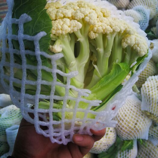 白花菜花  徐州有机花菜，散花，清梗白面小米粒。有机花菜，清梗散花