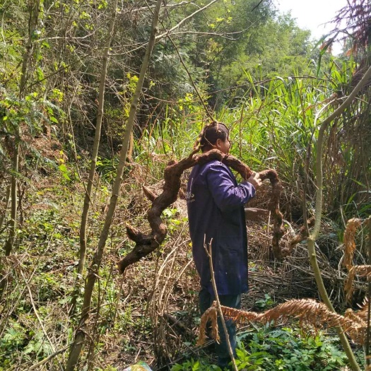 东安县 大山里的猕猴桃根猕猴桃根农家自挖