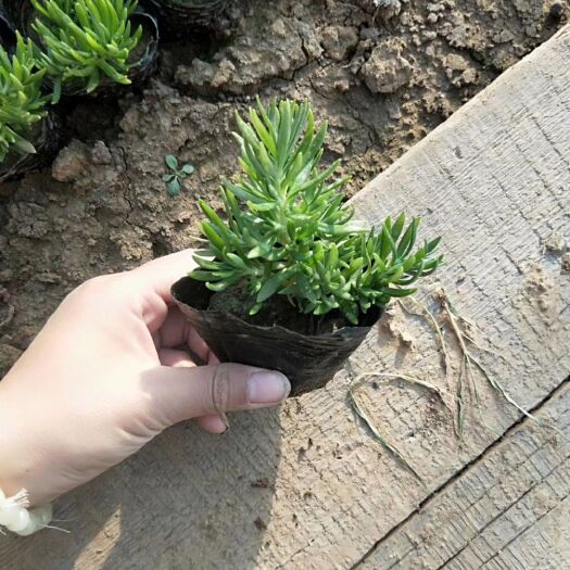 青州市 精品佛甲草基地大量现货供应，欢迎来电咨询
