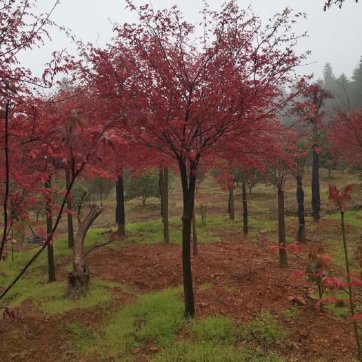 全州县日本红枫 自家苗圃大量供应各种规格红枫，来就卖。