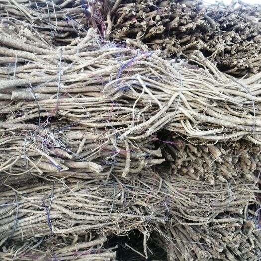 固阳县 黄芪大量出售
