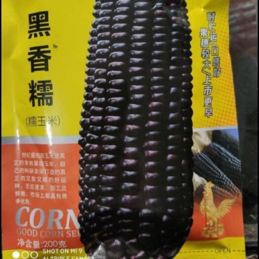 夏邑县 糯玉米种子  黑香糯   口感好  上市早  产量高（超优）