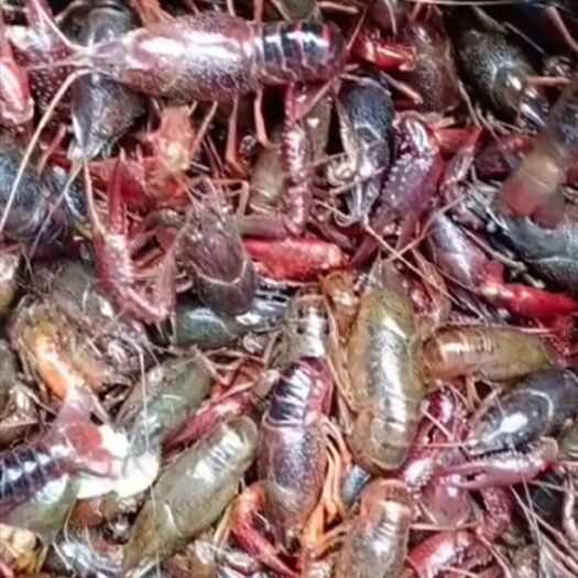 襄樊红壳小龙虾 襄阳本地虾子