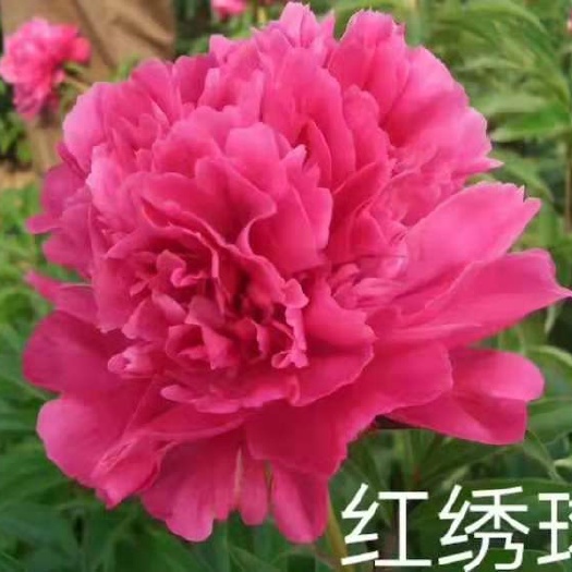 菏泽 精品观赏芍药，花大艳丽，鲜切花，花海