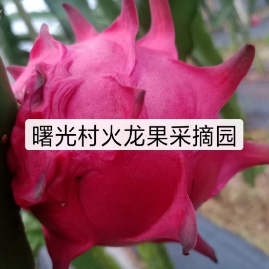 隆昌市 四川火龙果苗，免人工受粉火龙果苗，四川隆昌火龙果种植基地