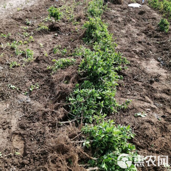 金花3号树形金银花苗  封丘金银花苗 四季树形黄白花 优