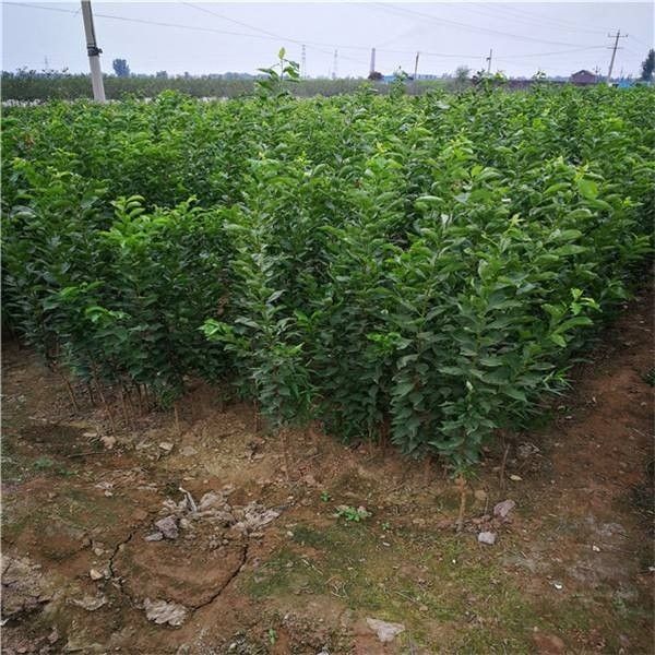 黄元帅苹果树苗 嫁接苹果苗，个大脆甜，量大从优，现挖现发