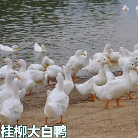 南宁 桂柳大白鸭苗，麻鸭合浦大白鸭番鸭青头鸭