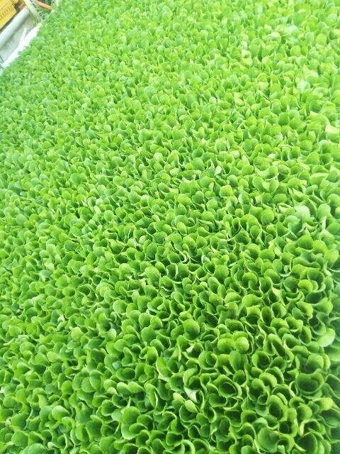 通海县白菜苗 蔬菜种苗