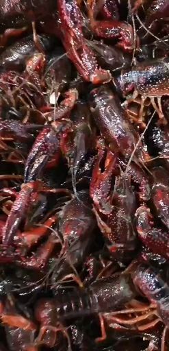 汉川市红壳小龙虾 规格硬 质量好