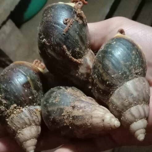 洛阳 优质白玉蜗牛种牛商品牛批发零售
