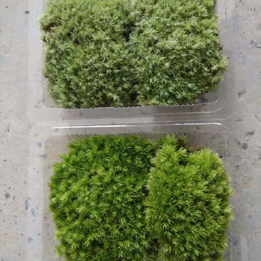 太湖县水苔苔藓 苔藓不容易干枯是室内室外最天然绿色补景的选择