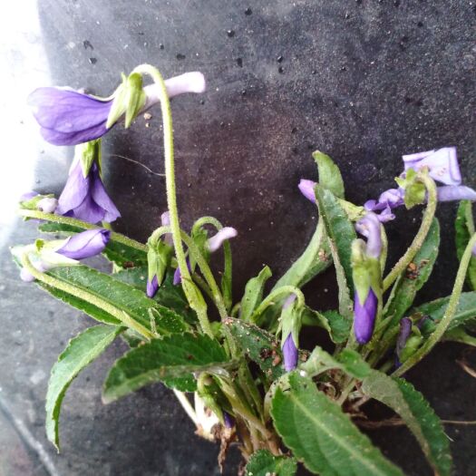 东海县紫花地丁苗 紫花地丁，