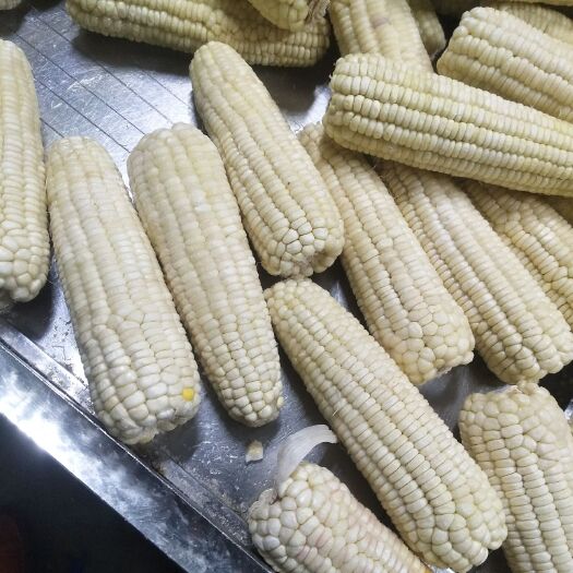 灵寿县速冻糯玉米 12-18个月