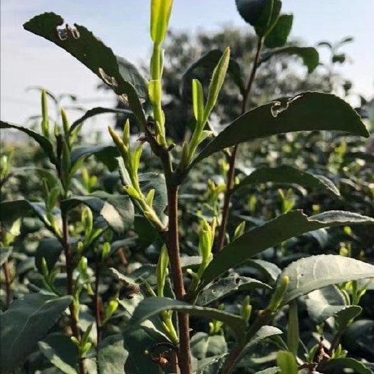  碧螺春 中国十大名茶 产地苏州洞庭东西山 富含茶多酚氨基酸