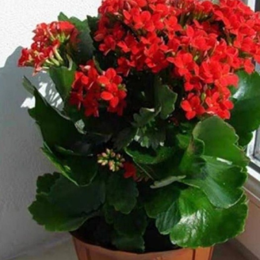 平邑县重瓣长寿花盆栽花苗 花色齐全 四季带花苞发货