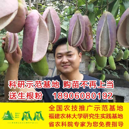 大田县八月瓜苗八月炸树苗水果苗种子种苗三叶木通果树苗野香蕉苗基地