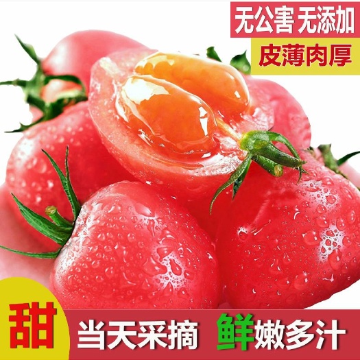 莘县 【一件代发】 山东贝贝圣女果 5斤装包邮 产地直发可实地考察