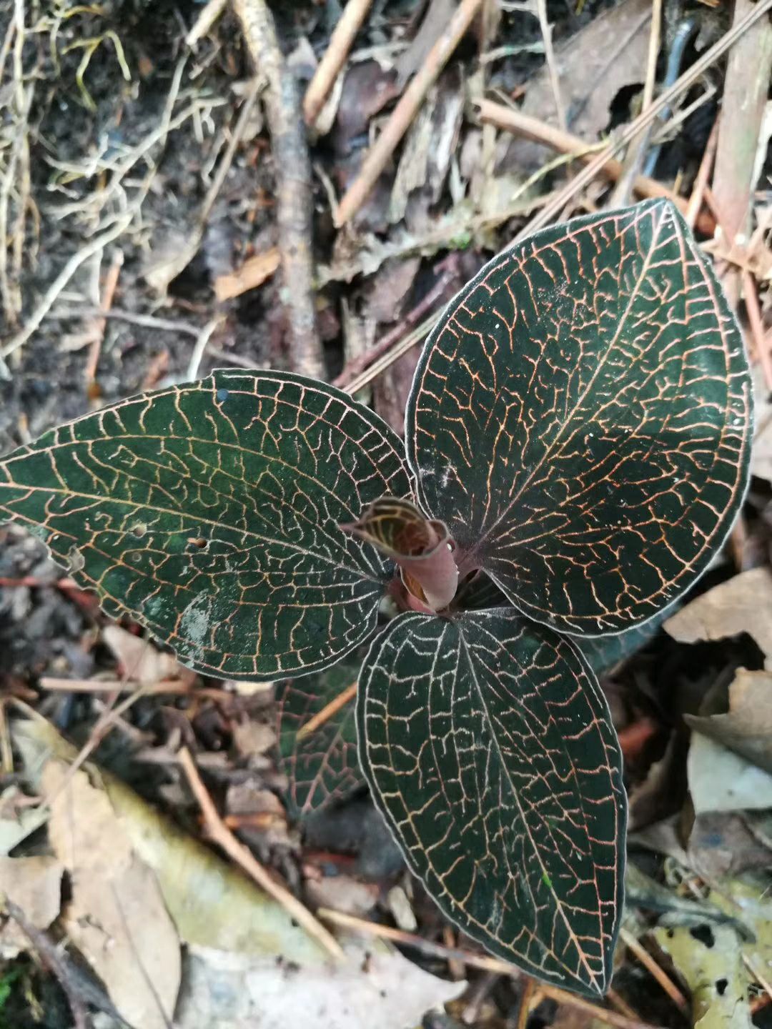 广东阳江金线莲