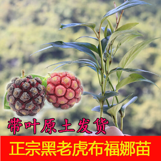 灵山县 【带土球带叶】布福娜黑老虎果树苗爬藤水果苗南北方种植当年结果