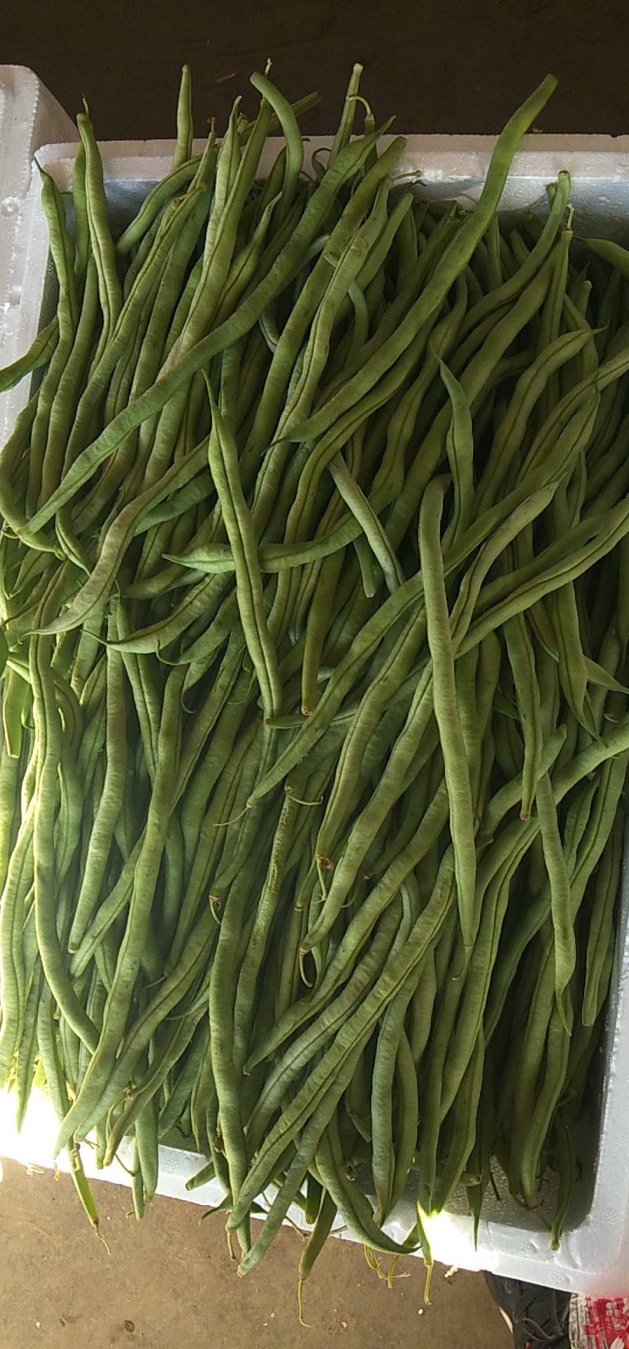 架豆王豆角 本地长年供应各种蔬菜