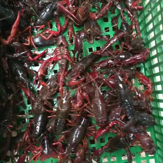 潜江市小龙虾  肉质饱满，无空壳