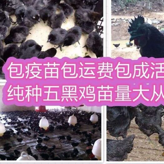 泗阳县五黑鸡苗 诚信第一，先做人，在做事。