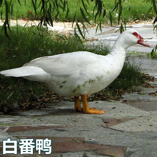 南宁 白番鸭苗，麻鸭桂柳鸭合浦杂交鸭麻鸭
