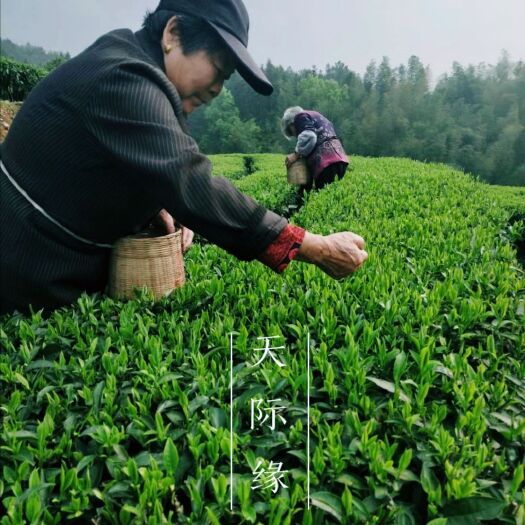 安化县 春茶安化特级绿茶名优产地无污染无化肥无农药空气质量优