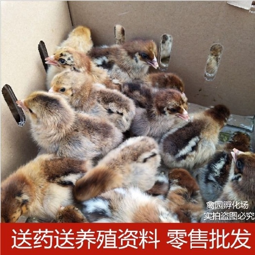郯城县 诚信第一，各种小鸡苗