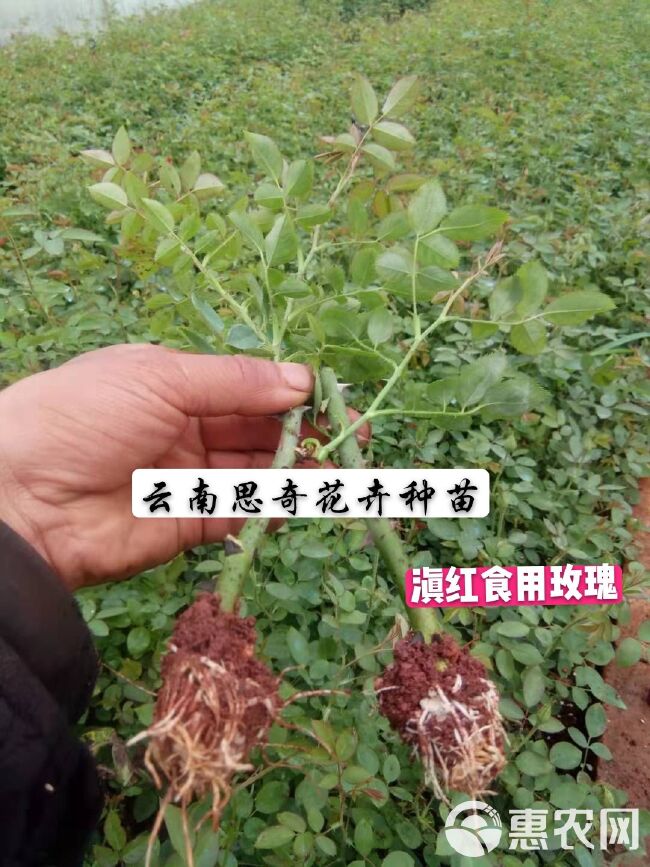  食用玫瑰苗鲜花食材提炼