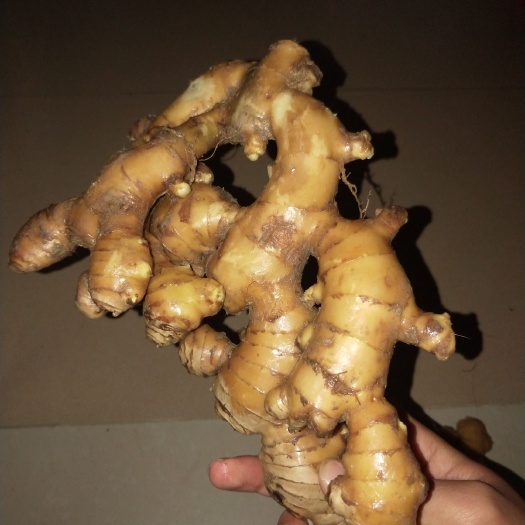 龙门县生姜  出售土姜