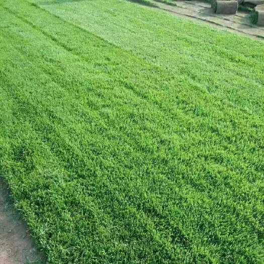 石家庄早熟禾草坪