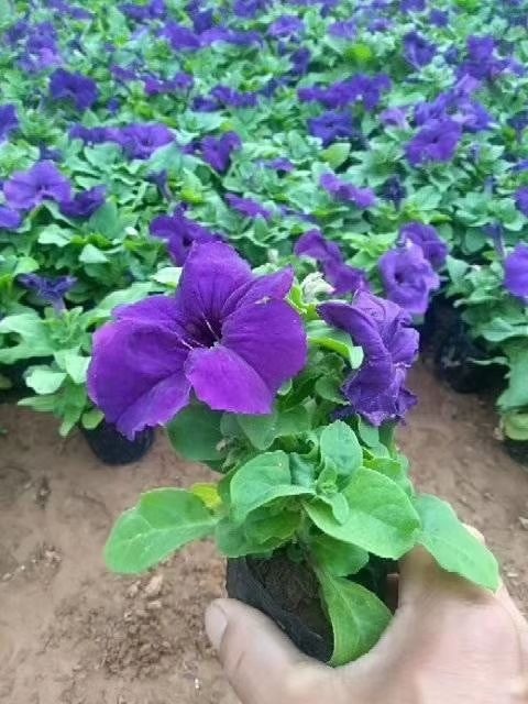 青州市矮牵牛 牵牛