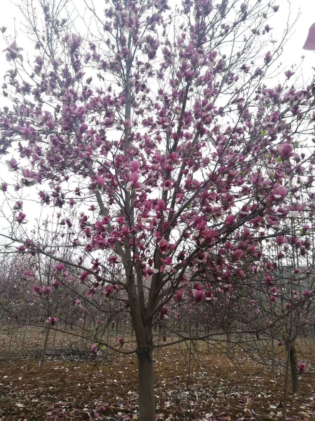 娇红一号红花玉兰  玉兰苗/玉兰工程苗/广玉兰/红白黄玉兰/