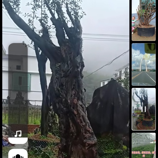 奉节 金弹子，