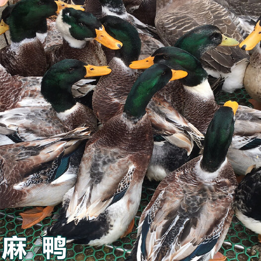 南宁 麻鸭苗，桂柳鸭青头鸭合浦杂交鸭大白鸭白番鸭
