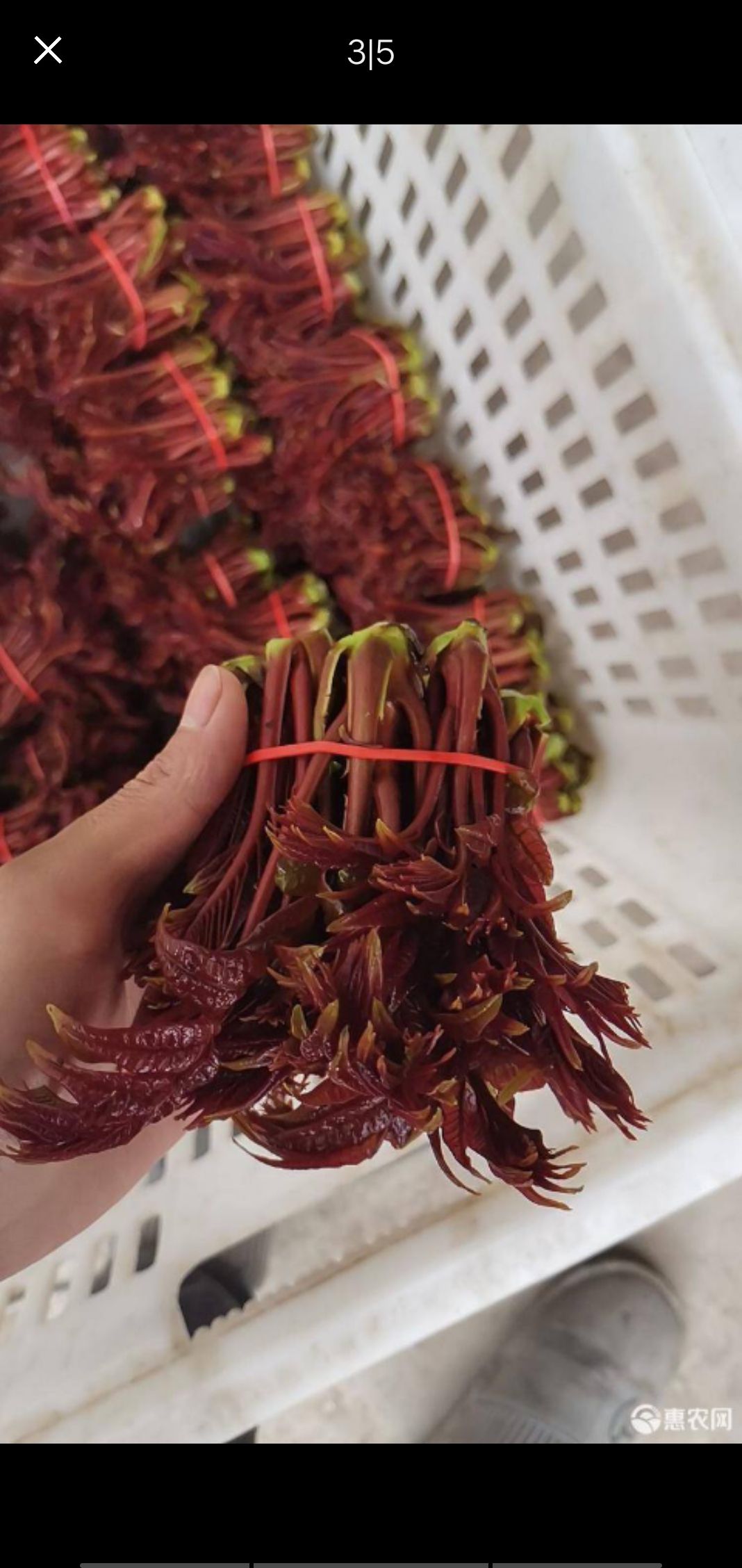 中科院四季红油香椿图片