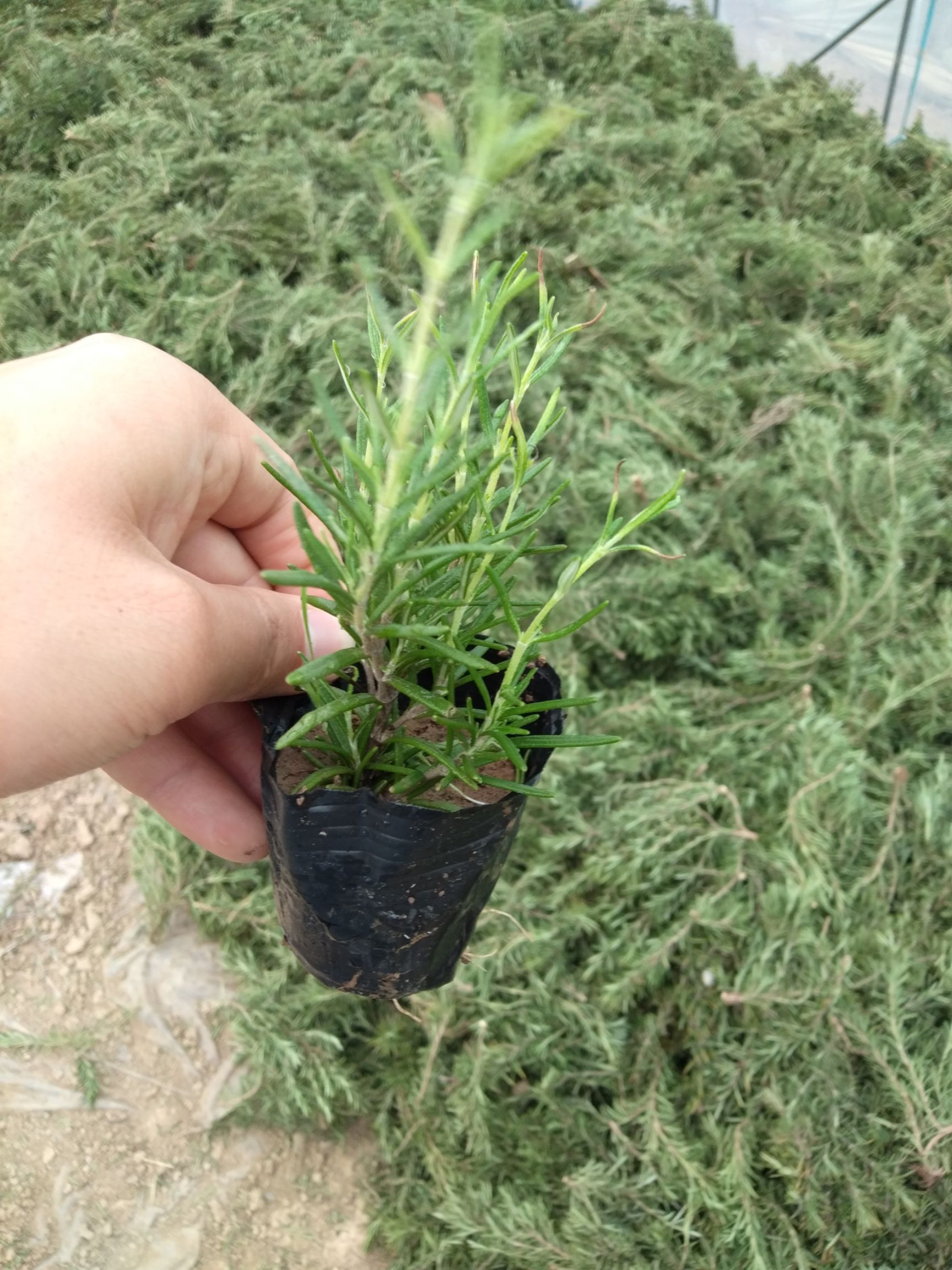 中药材迷迭香 迷迭香杯苗，迷迭香苗