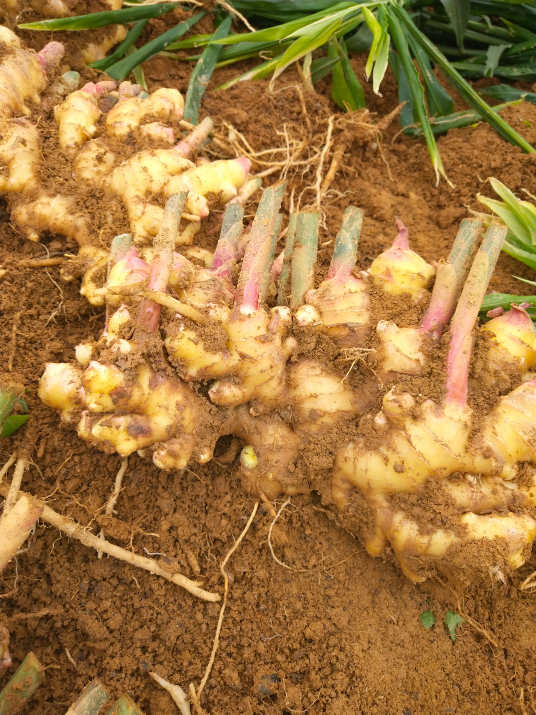 经典老黄姜 姜香 肥大 天然…