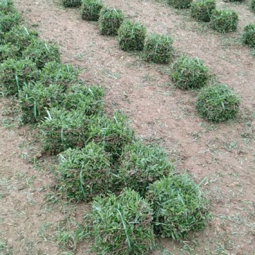 广州直供大叶油草