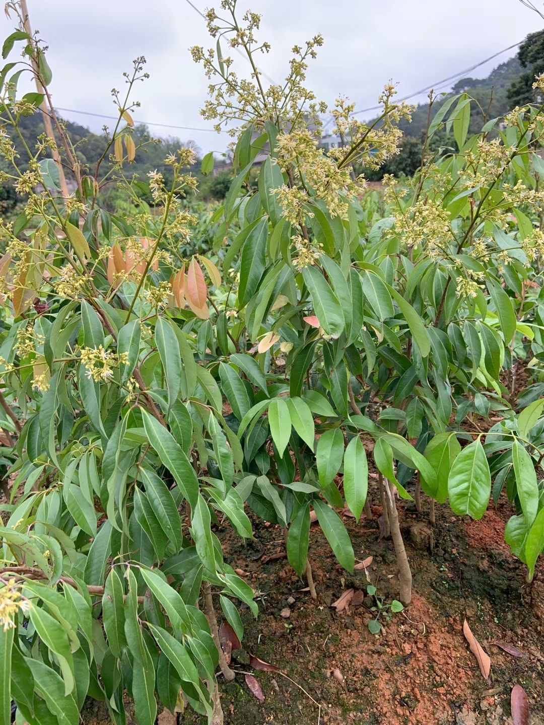  无核荔枝苗