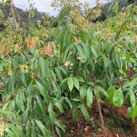 灵山县 无核荔枝苗