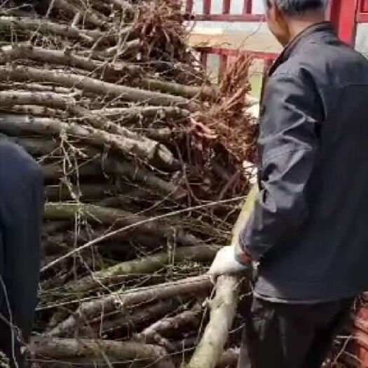唐河县黄桃树苗 1~1.5米