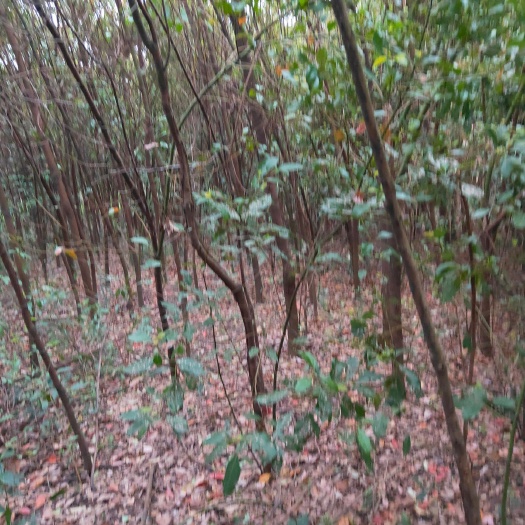 寿县 香樟胸经5—9公分